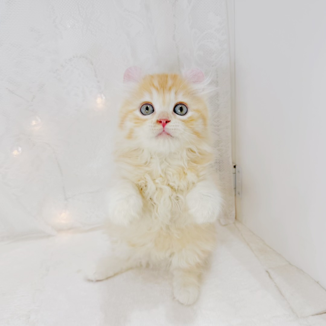 千葉県のアメリカンカール (犬の家＆猫の里BIGHOPガーデンモール印西店/2026年8月3日生まれ/男の子/レッドタビー)の子猫の4枚目の画像
