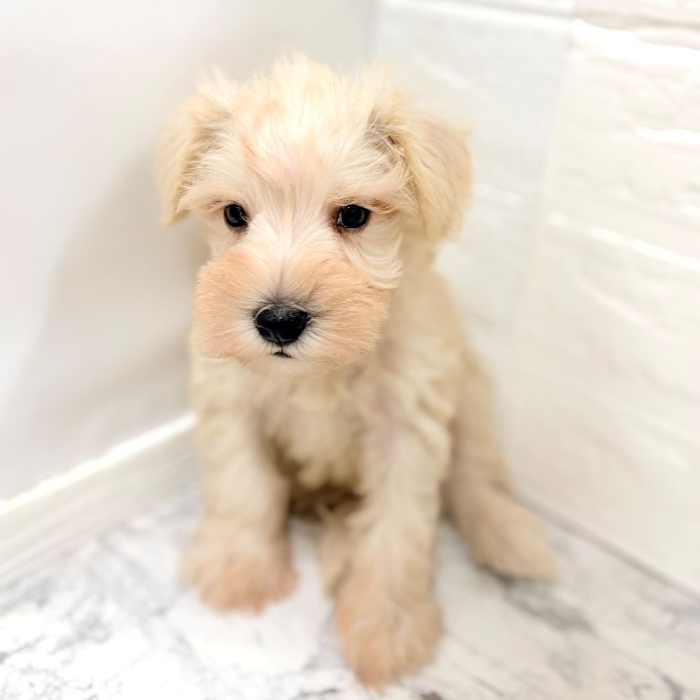 愛知県のミニチュアシュナウザー (犬の家＆猫の里豊田店/2026年8月2日生まれ/男の子/ウィートン)の子犬の4枚目の画像