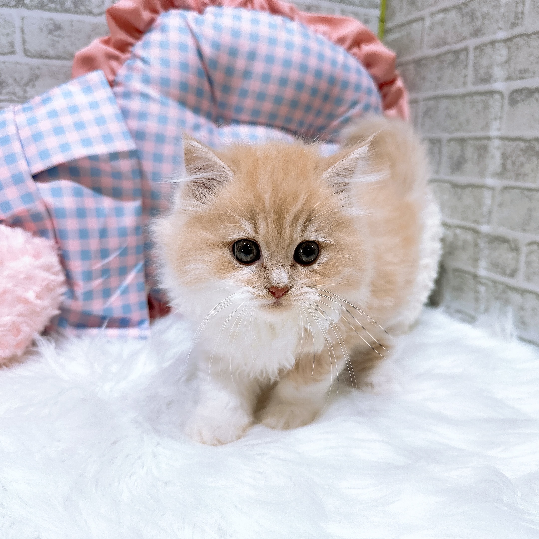 神奈川県のスコティッシュフォールド (犬の家＆猫の里元住吉ブレーメン通り店/2026年8月3日生まれ/男の子/クリームタビーホワイト)の子猫の4枚目の画像