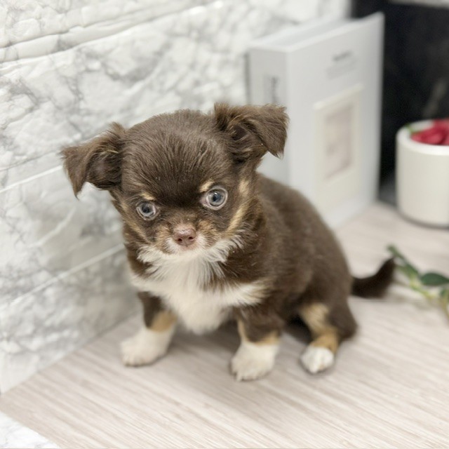 千葉県のチワワ(ロング) (犬の家＆猫の里ワンズモール稲毛店/2026年8月3日生まれ/女の子/チョコレートタンホワイト)の子犬の1枚目の画像