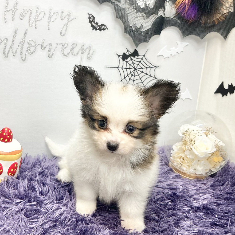 静岡県のパピヨン (犬の家＆猫の里プレ葉ウォーク浜北店/2026年8月4日生まれ/女の子/ホワイトブラウン)の子犬の4枚目の画像
