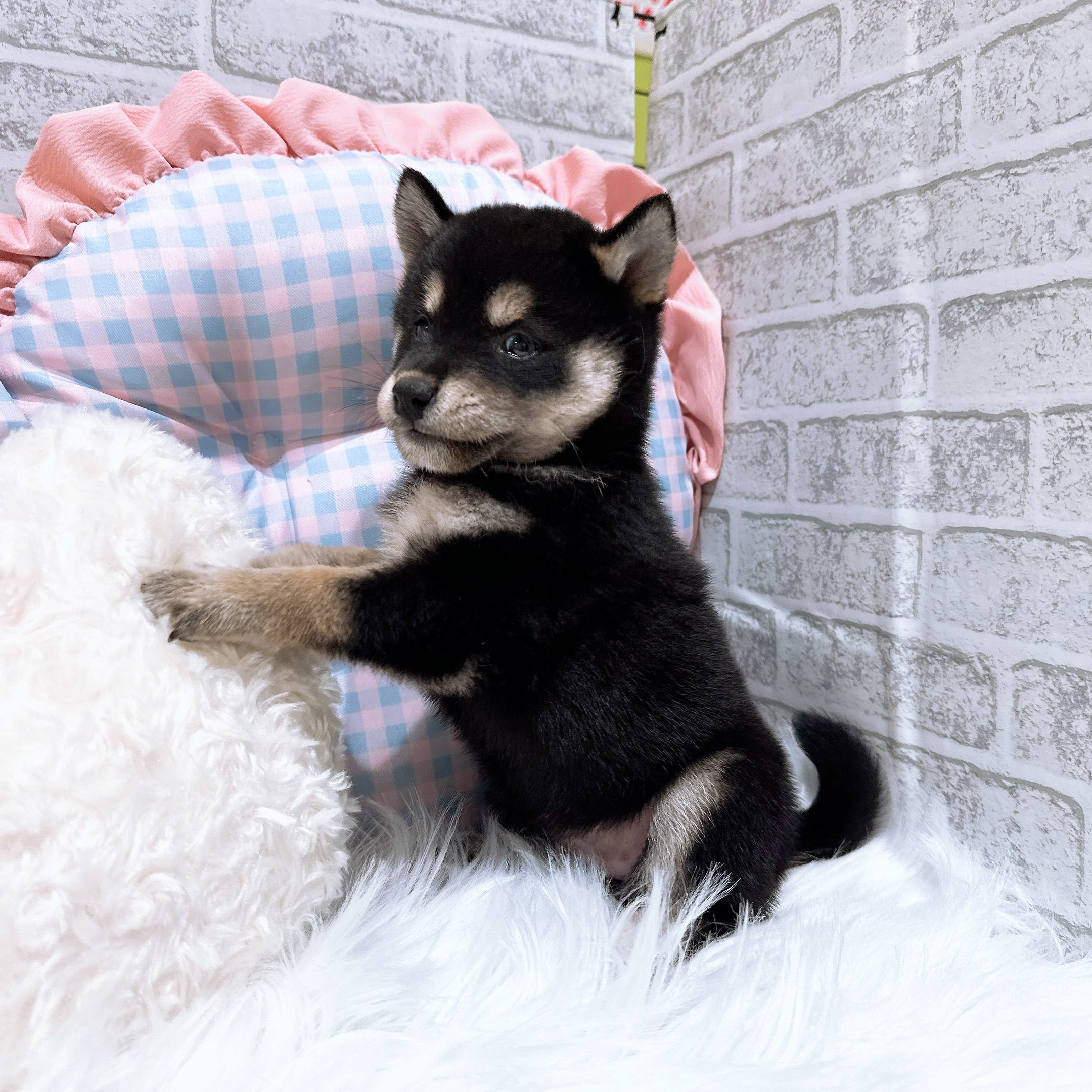 神奈川県の柴犬(標準サイズ) (犬の家＆猫の里元住吉ブレーメン通り店/2026年8月3日生まれ/女の子/黒)の子犬の4枚目の画像