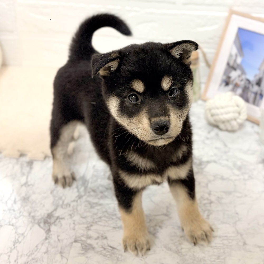 愛知県の柴犬(標準サイズ) (犬の家＆猫の里豊田店/2026年8月3日生まれ/女の子/黒)の子犬の4枚目の画像