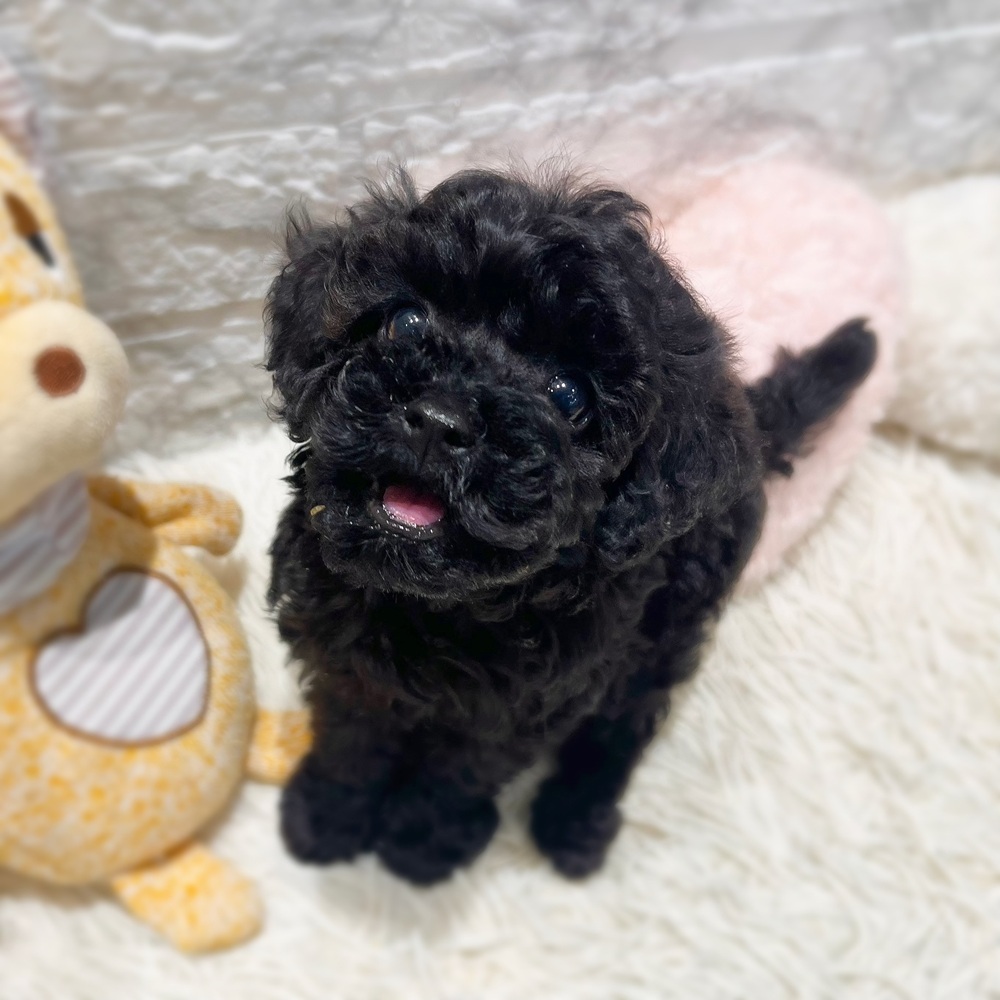 愛知県のトイプードル(トイ) (犬の家＆猫の里MiO香久山店/2026年8月2日生まれ/女の子/ブラック)の子犬の4枚目の画像