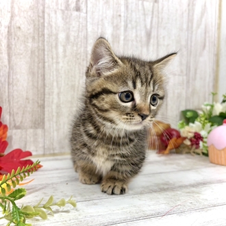神奈川県のマンチカン (犬の家＆猫の里小田原店/2026年8月4日生まれ/男の子/ブラウンタビー)の子猫の4枚目の画像