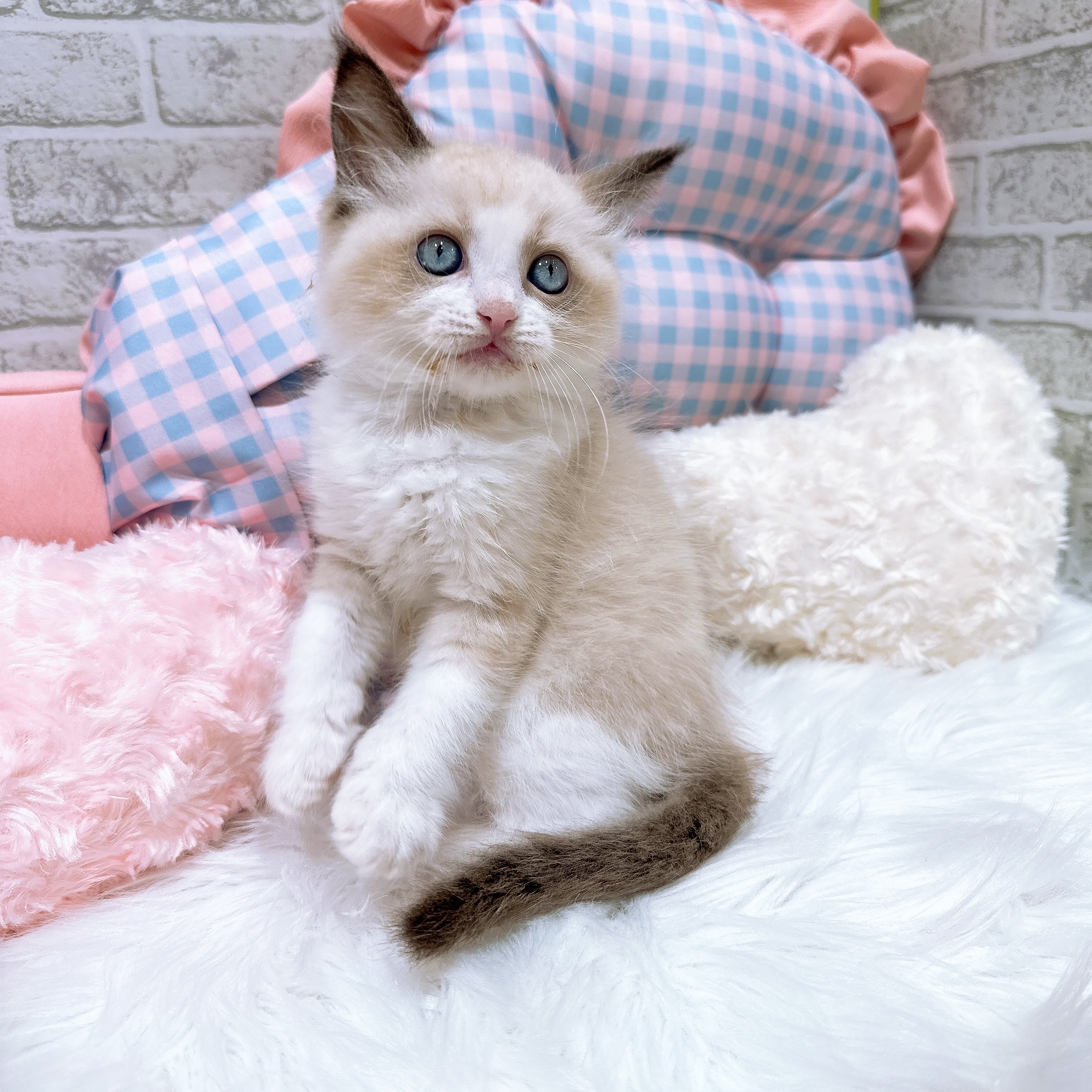 神奈川県のラグドール (犬の家＆猫の里元住吉ブレーメン通り店/2026年8月3日生まれ/男の子/シールポイントバイカラー)の子猫の4枚目の画像