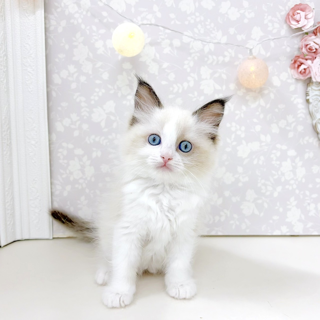 富山県のラグドール (犬の家＆猫の里アミーゴ高岡蓮花寺店/2026年8月3日生まれ/女の子/シールポイントバイカラー)の子猫の1枚目の画像