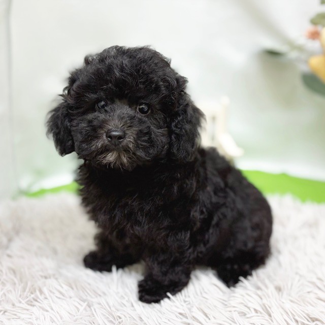 静岡県のトイプードル(トイ) (犬の家＆猫の里藤枝店/2026年8月2日生まれ/男の子/シルバー)の子犬の4枚目の画像