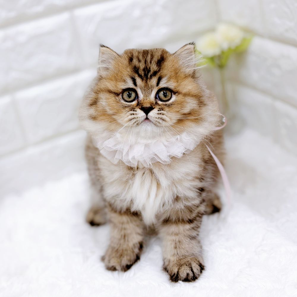 福井県のペルシャ (犬の家＆猫の里アミーゴ福井店/2026年8月4日生まれ/女の子/チンチラゴールデン)の子猫の4枚目の画像