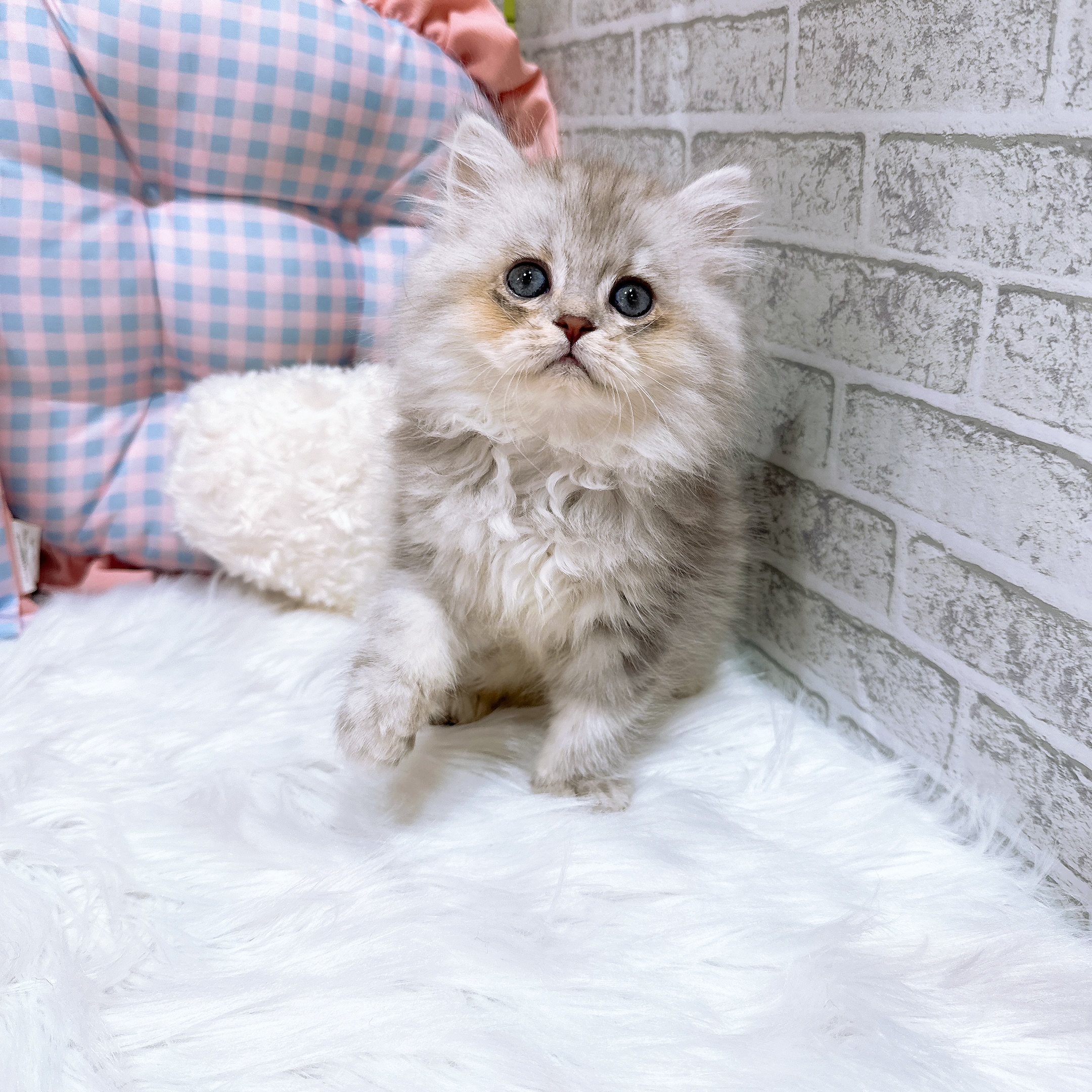 神奈川県のペルシャ (犬の家＆猫の里元住吉ブレーメン通り店/2026年8月3日生まれ/女の子/チンチラシルバー)の子猫の4枚目の画像