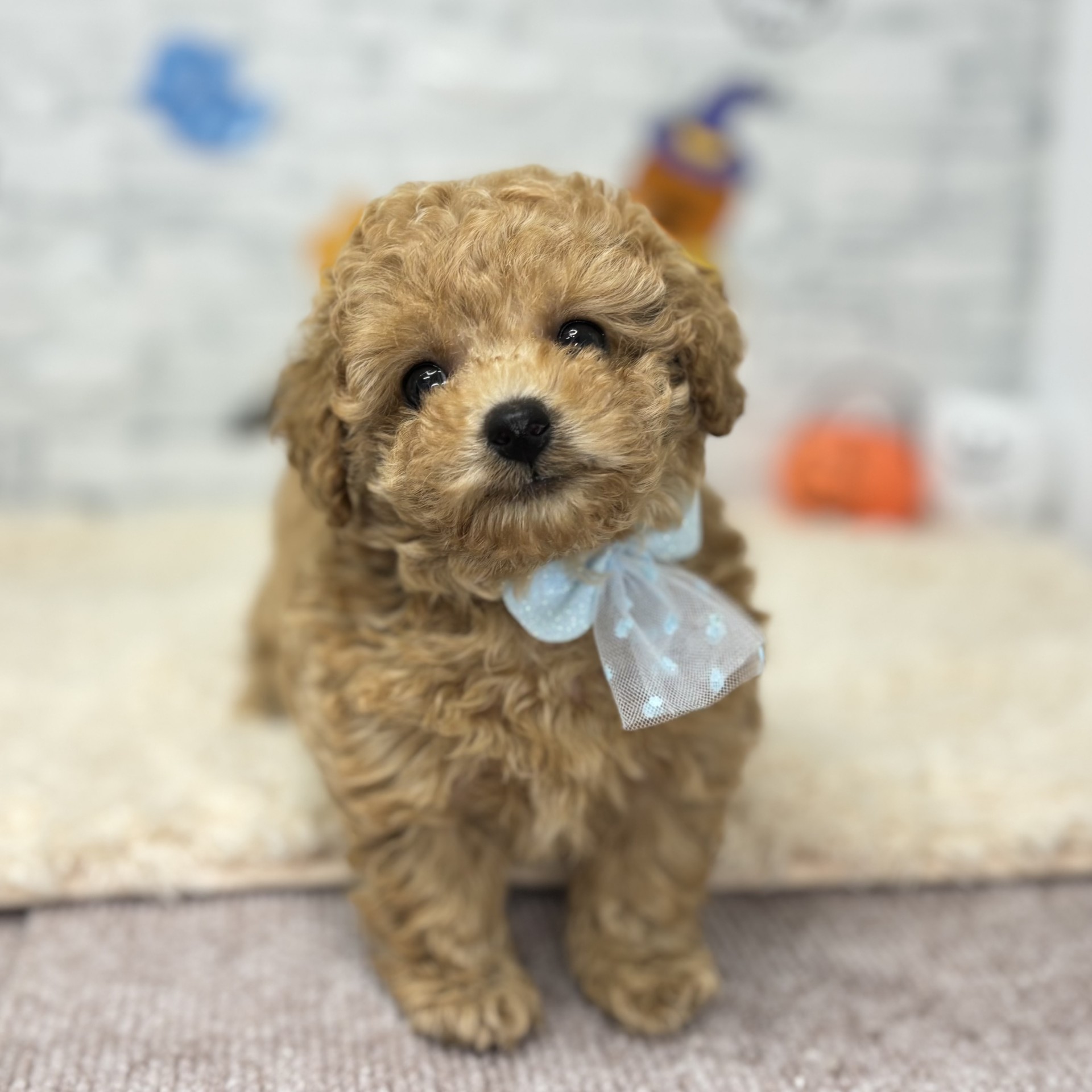 長野県のトイプードル(トイ) (犬の家＆猫の里長野店/2026年8月1日生まれ/女の子/アプリコット)の子犬の4枚目の画像