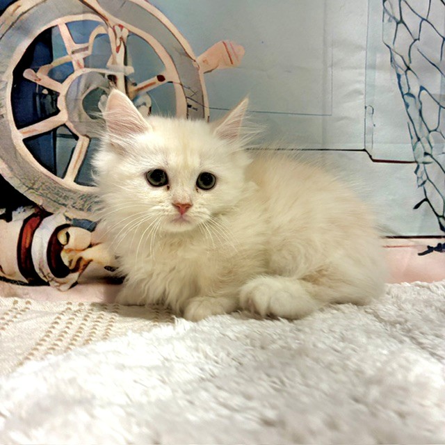 福岡県のマンチカン (犬の家＆猫の里トリアス久山店/2026年8月2日生まれ/男の子/クリームタビー)の子猫の4枚目の画像