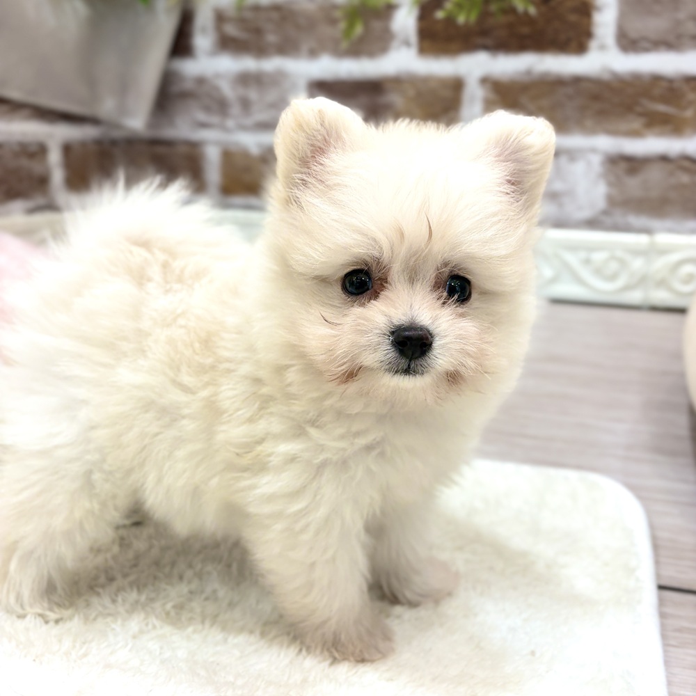 三重県のポメプー(ポメラニアン×プードル) (犬の家＆猫の里三重桑名店/2026年8月4日生まれ/男の子/クリーム)の子犬の4枚目の画像