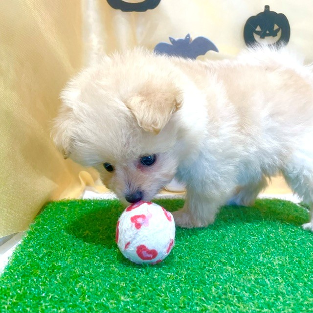 福岡県のポメプー(ポメラニアン×プードル) (犬の家＆猫の里くりえいと宗像店/2026年8月4日生まれ/女の子/クリーム)の子犬の4枚目の画像