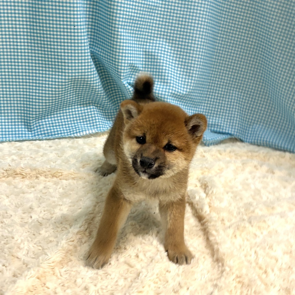 愛知県の柴犬(標準サイズ) (犬の家＆猫の里一宮店/2026年8月1日生まれ/女の子/赤)の子犬の4枚目の画像