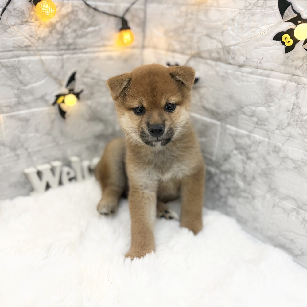 静岡県の柴犬(標準サイズ) (犬の家＆猫の里MEGAドン・キホーテ袋井店/2026年8月1日生まれ/女の子/赤)の子犬の4枚目の画像