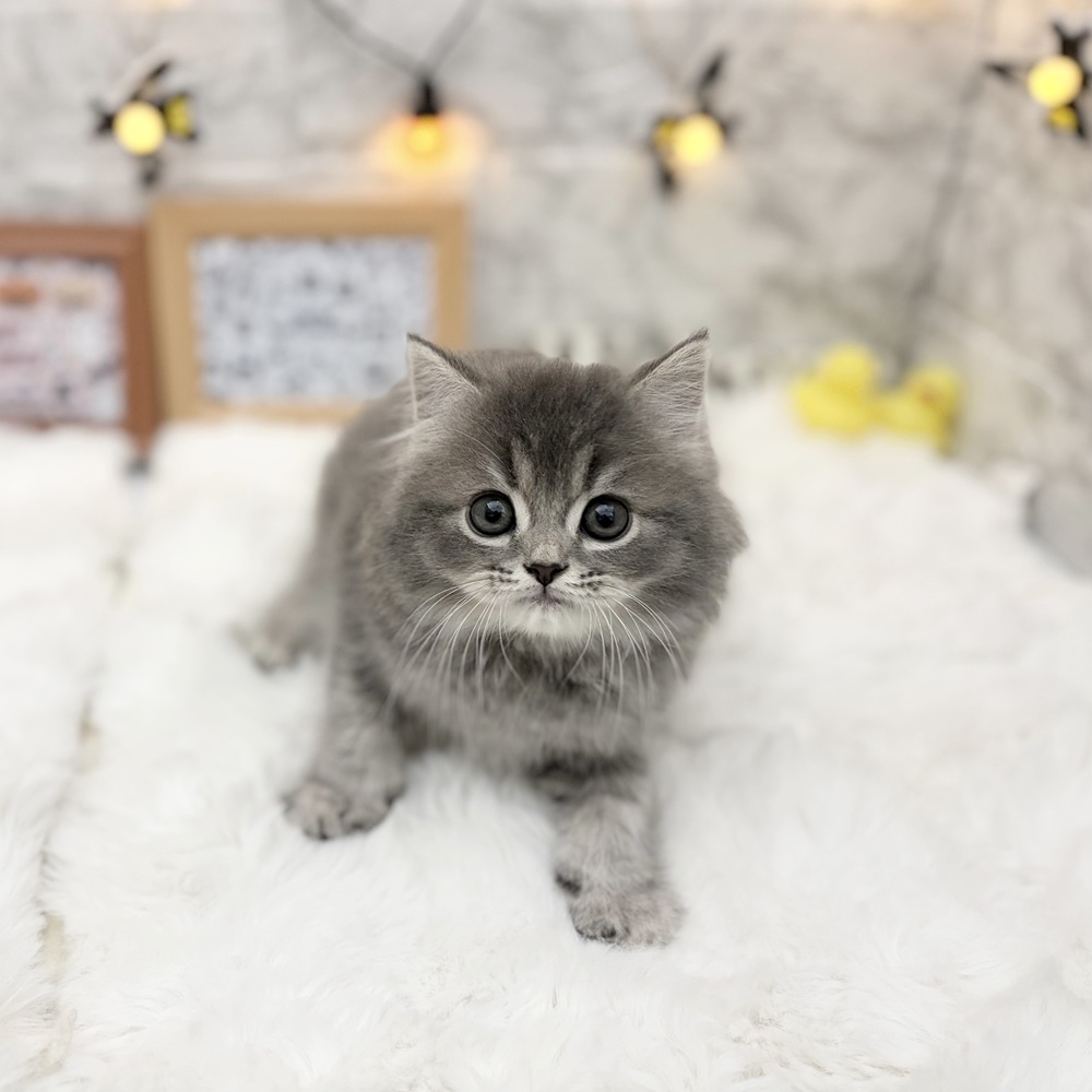 静岡県のスコティッシュストレート (犬の家＆猫の里MEGAドン・キホーテ袋井店/2026年8月3日生まれ/男の子/ブルータビー)の子猫の4枚目の画像