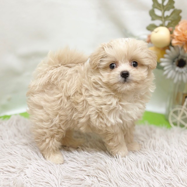 静岡県のポメプー(ポメラニアン×プードル) (犬の家＆猫の里藤枝店/2026年8月2日生まれ/女の子/クリーム)の子犬の4枚目の画像