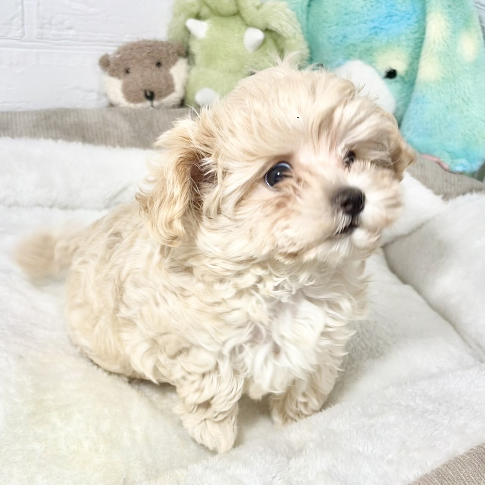 兵庫県のマルプー(マルチーズ×プードル) (犬の家＆猫の里ニッケパークタウン加古川店/2026年8月4日生まれ/女の子/クリーム)の子犬の4枚目の画像