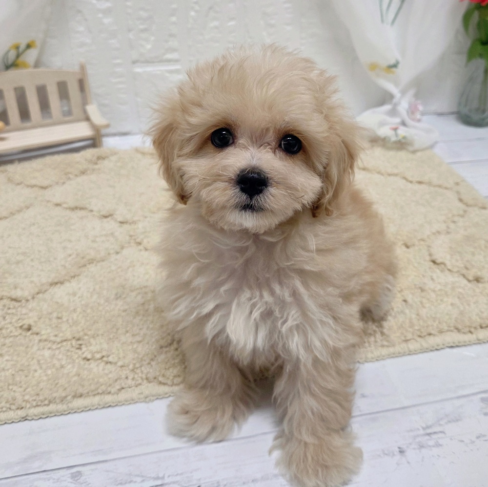 岡山県のマルプー(マルチーズ×プードル) (犬の家＆猫の里岡山店/2026年8月4日生まれ/男の子/アプリコットホワイト)の子犬の1枚目の画像