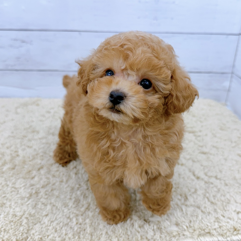 愛知県のトイプードル(トイ) (犬の家＆猫の里七宝店/2026年8月5日生まれ/男の子/オレンジフォーン)の子犬の4枚目の画像