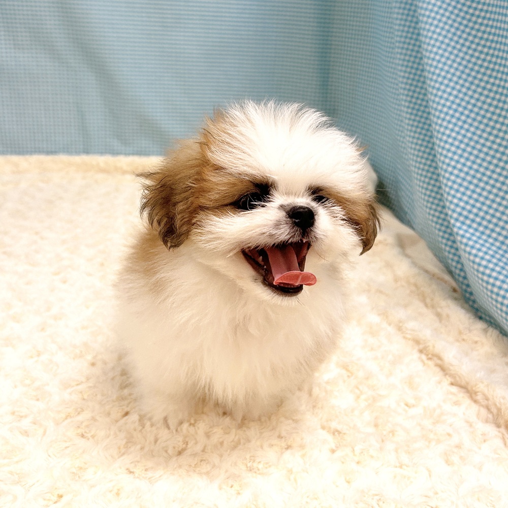 愛知県のポメズー/ポメシーズ(ポメラニアン×シーズー) (犬の家＆猫の里一宮店/2026年8月4日生まれ/男の子/ホワイトゴールド)の子犬の4枚目の画像
