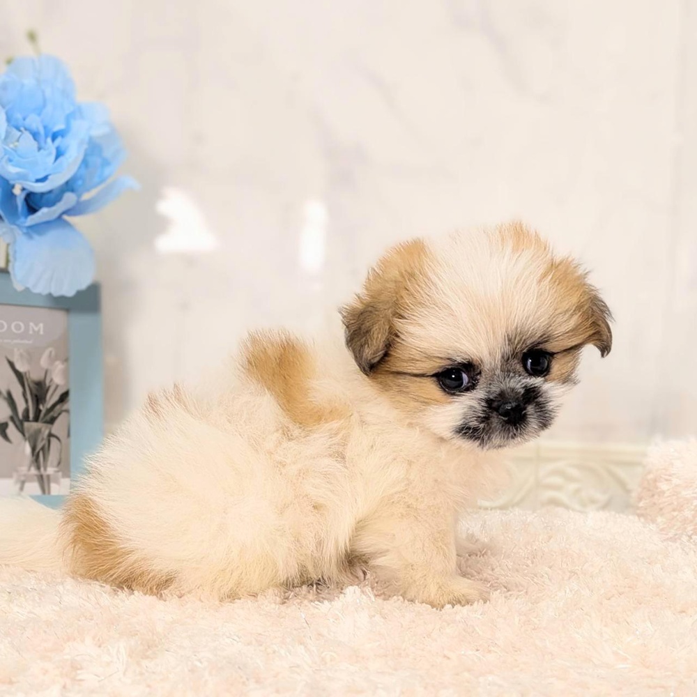 ポメズー/ポメシーズ(ポメラニアン×シーズー)の子犬 7頭掲載中|相場23万円