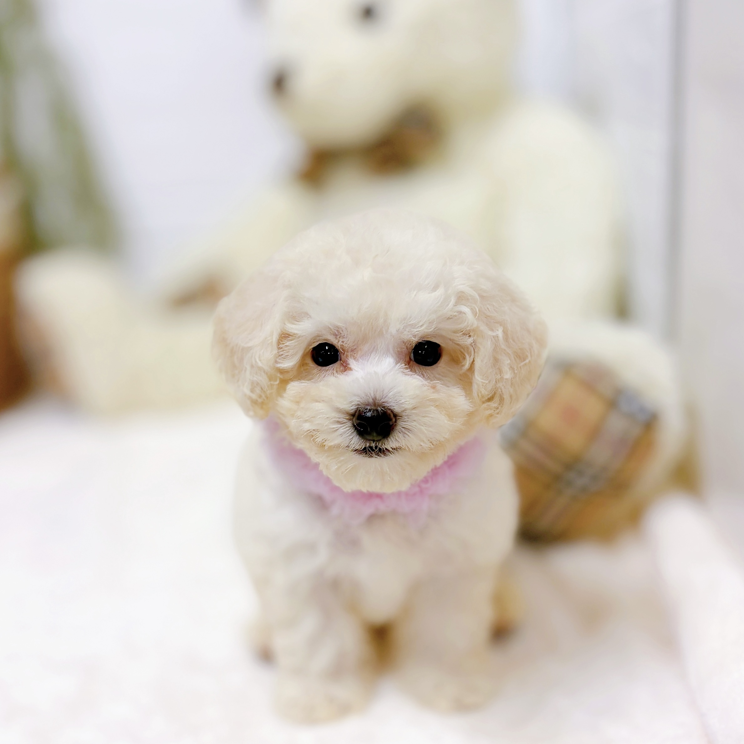 滋賀県のトイプードル(トイ) (犬の家＆猫の里近江八幡店/2026年8月6日生まれ/女の子/ホワイト)の子犬の4枚目の画像