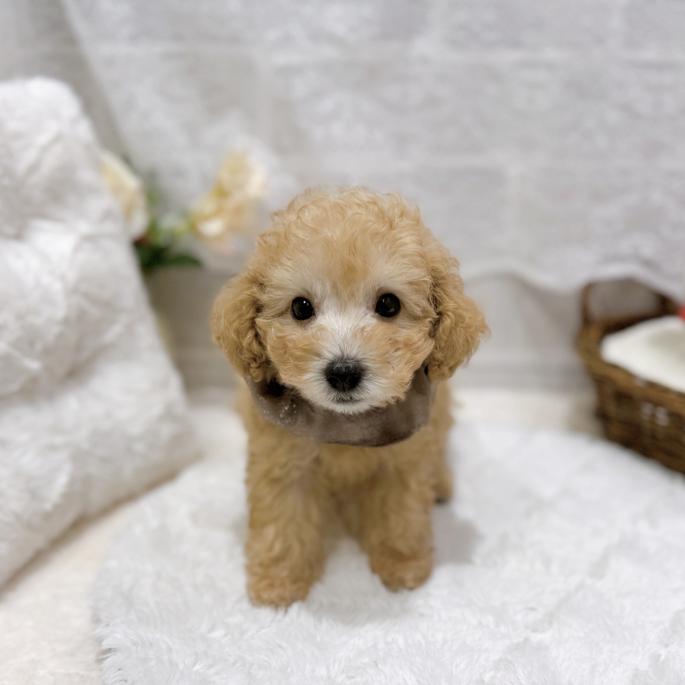 滋賀県のトイプードル(タイニー) (犬の家＆猫の里長浜店/2026年8月5日生まれ/男の子/ペールフォーン)の子犬の4枚目の画像