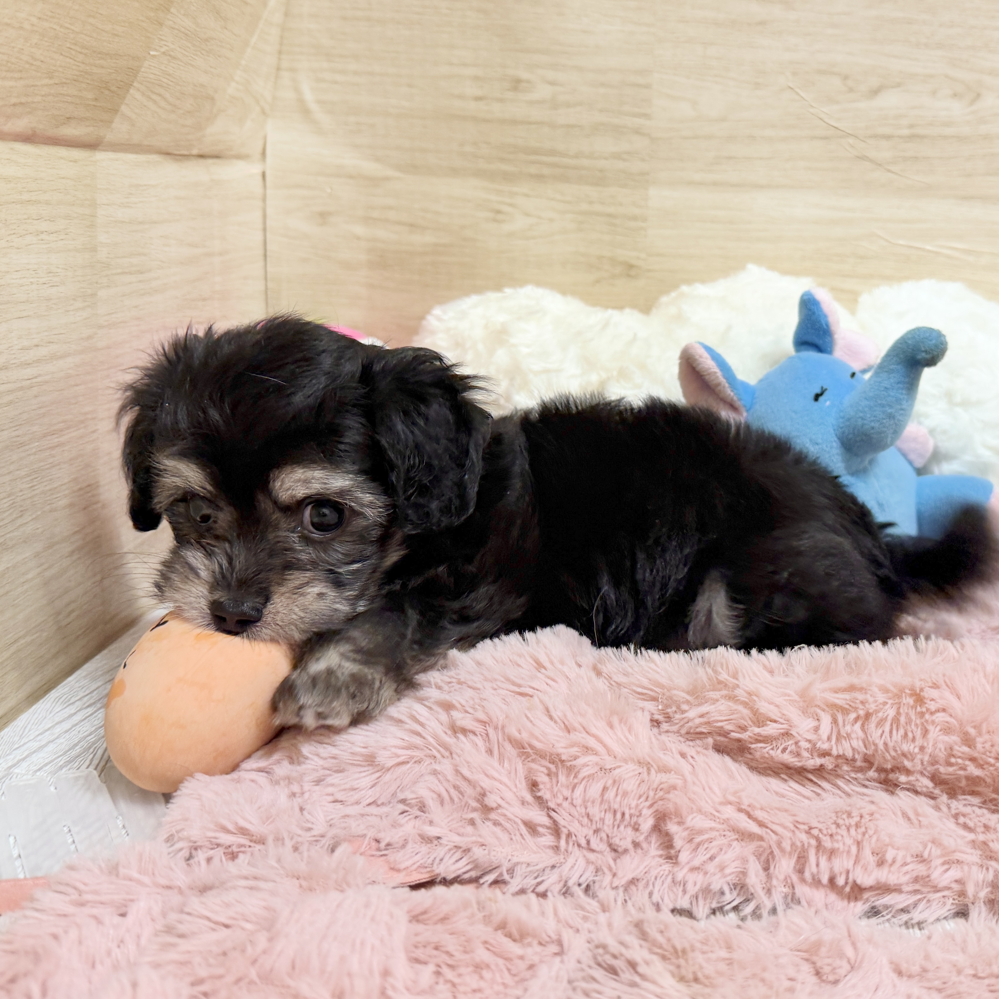 大阪府のマルックス(マルチーズ×ダックス) (犬の家＆猫の里そよら東岸和田店/2026年8月6日生まれ/女の子/ブラッククリーム)の子犬の4枚目の画像