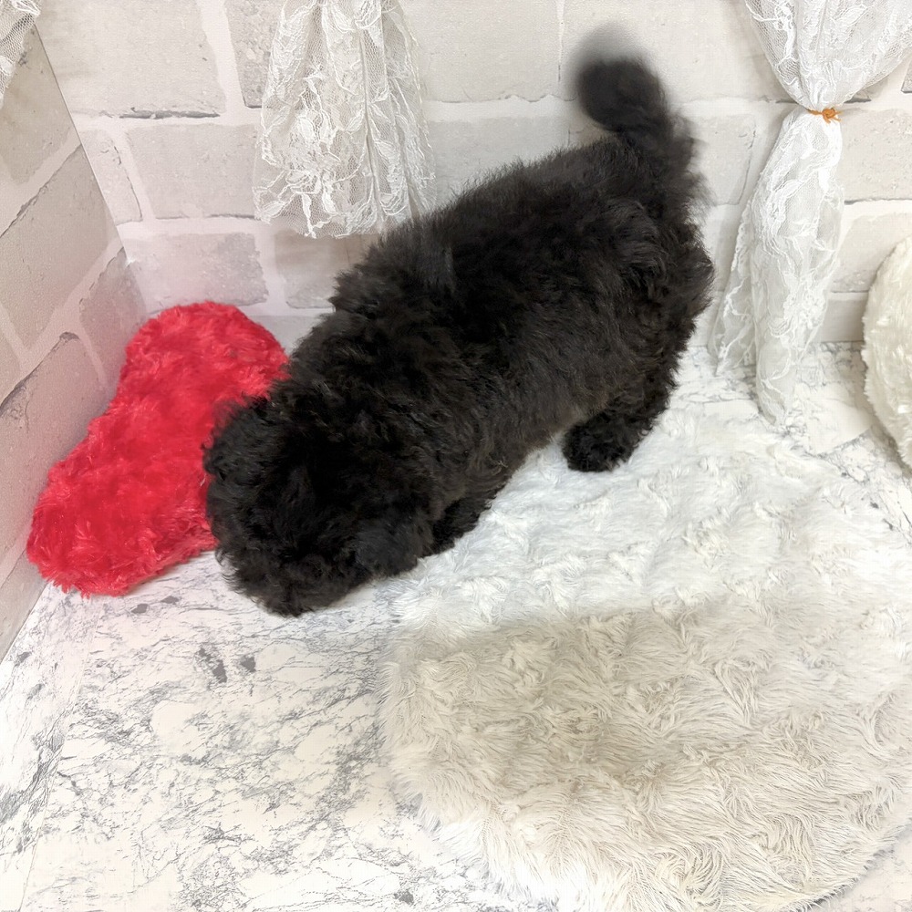 京都府のトイプードル(トイ) (犬の家＆猫の里京都精華店/2026年8月3日生まれ/男の子/グレー)の子犬の4枚目の画像