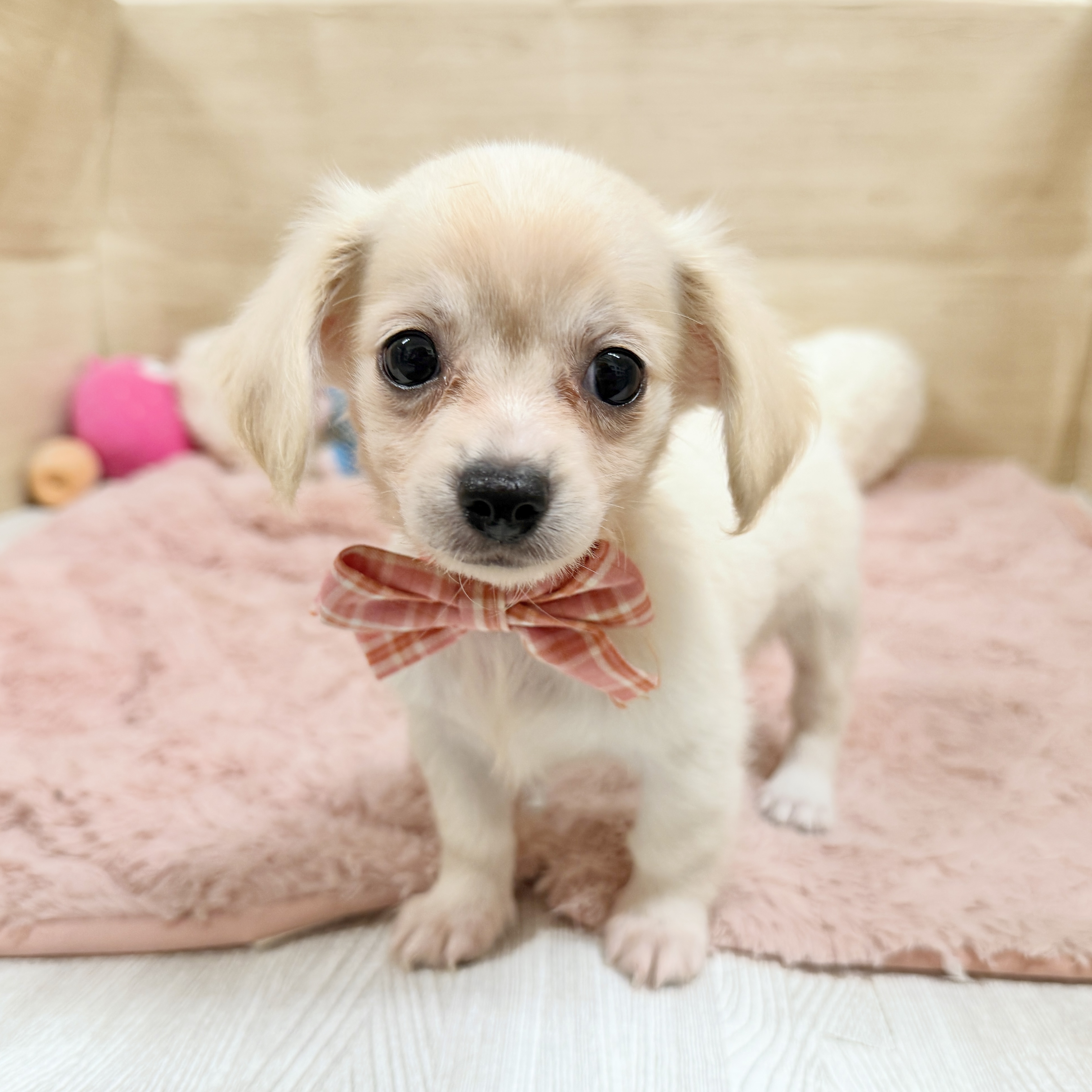 大阪府のチワックス(チワワ×ダックス) (犬の家＆猫の里そよら東岸和田店/2026年8月4日生まれ/女の子/クリーム)の子犬の1枚目の画像
