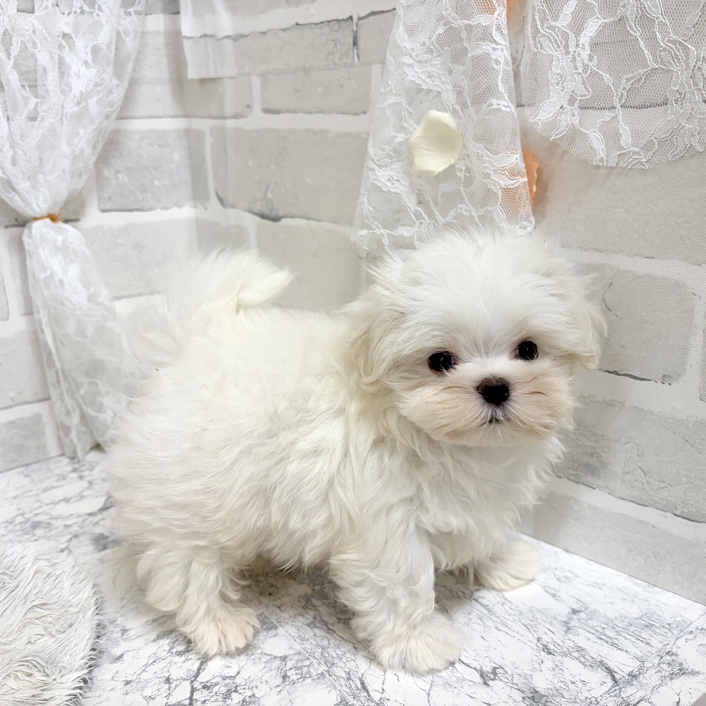 京都府のマルチーズ (犬の家＆猫の里京都精華店/2026年8月4日生まれ/男の子/ホワイト)の子犬の4枚目の画像