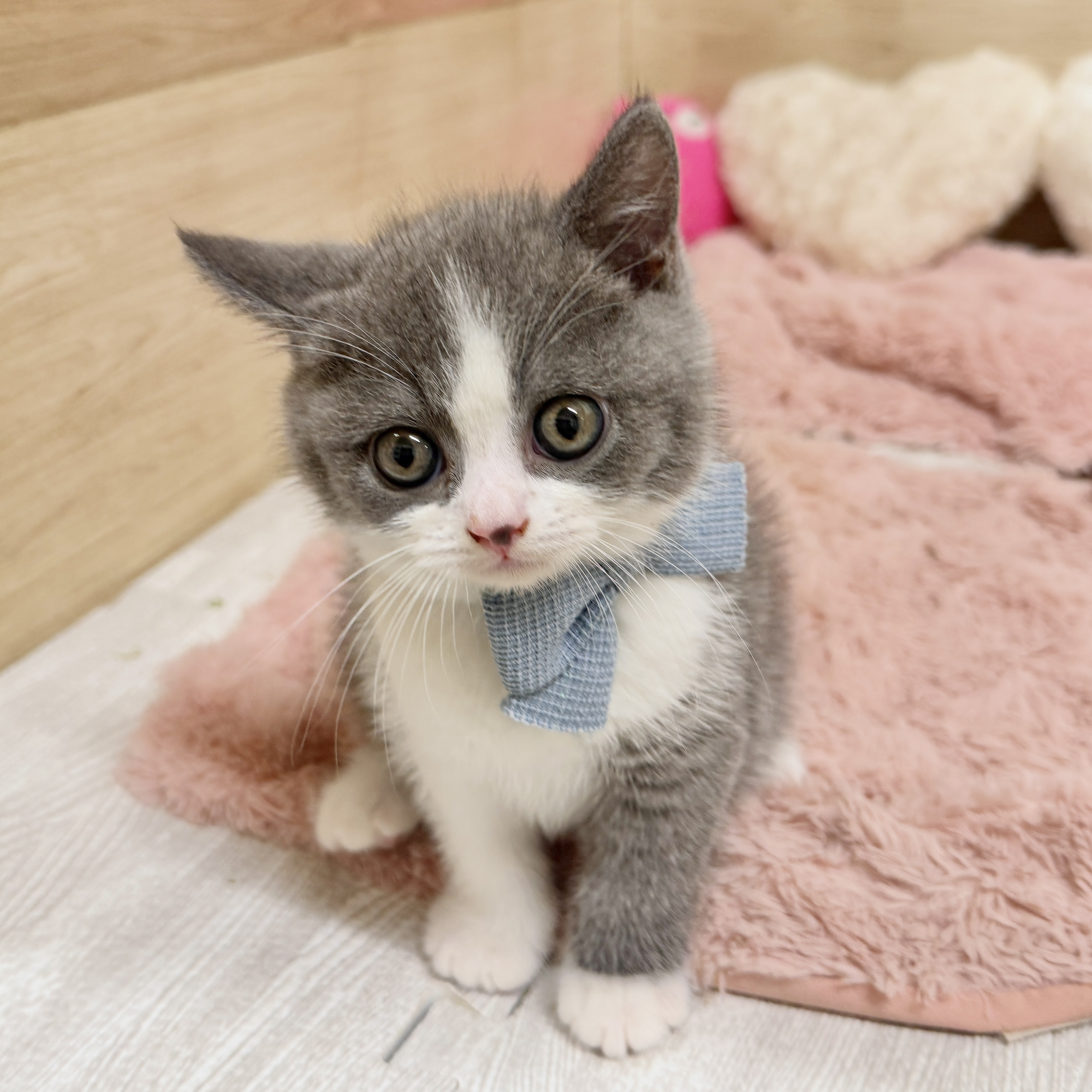 大阪府のブリティッシュショートヘアー (犬の家＆猫の里そよら東岸和田店/2026年8月3日生まれ/男の子/ブルーホワイト)の子猫の1枚目の画像