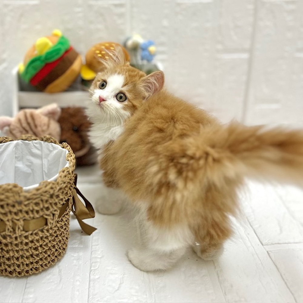 愛知県のスコティッシュフォールド (犬の家＆猫の里豊川インター店/2026年8月6日生まれ/男の子/レッドタビーホワイト)の子猫の4枚目の画像