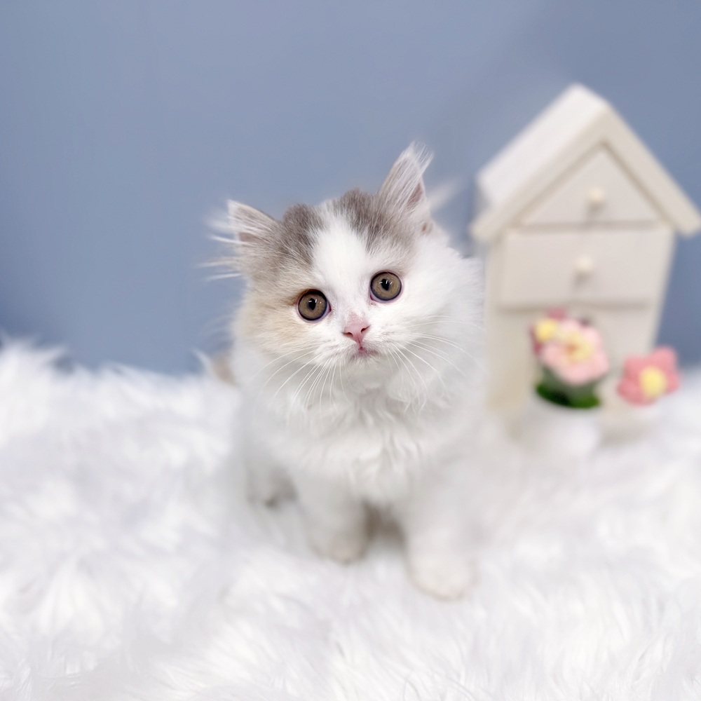 愛知県のスコティッシュフォールド (犬の家＆猫の里岡崎店/2026年8月7日生まれ/女の子/ブルーパッチドタビー&ホワイトバン)の子猫の4枚目の画像