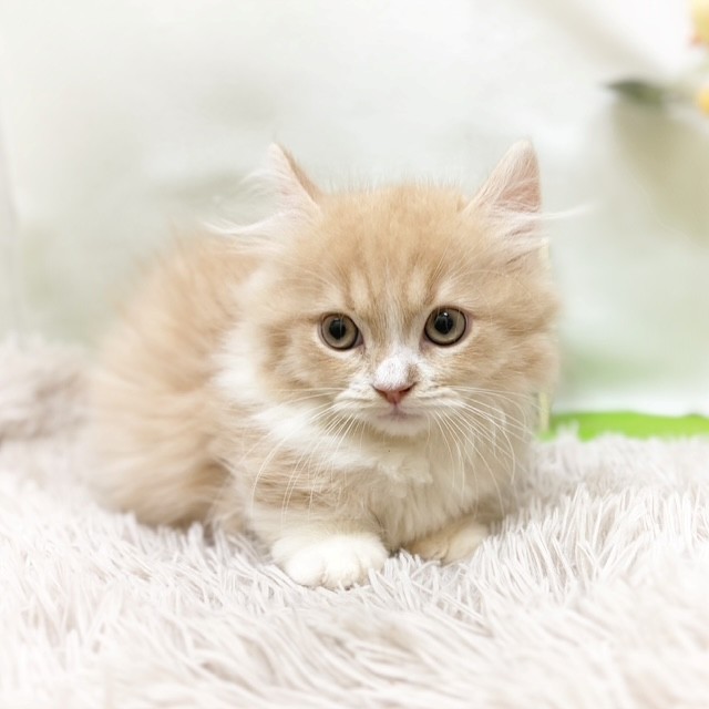 静岡県のマンチカン (犬の家＆猫の里藤枝店/2026年8月5日生まれ/男の子/クリームタビーホワイト)の子猫の4枚目の画像