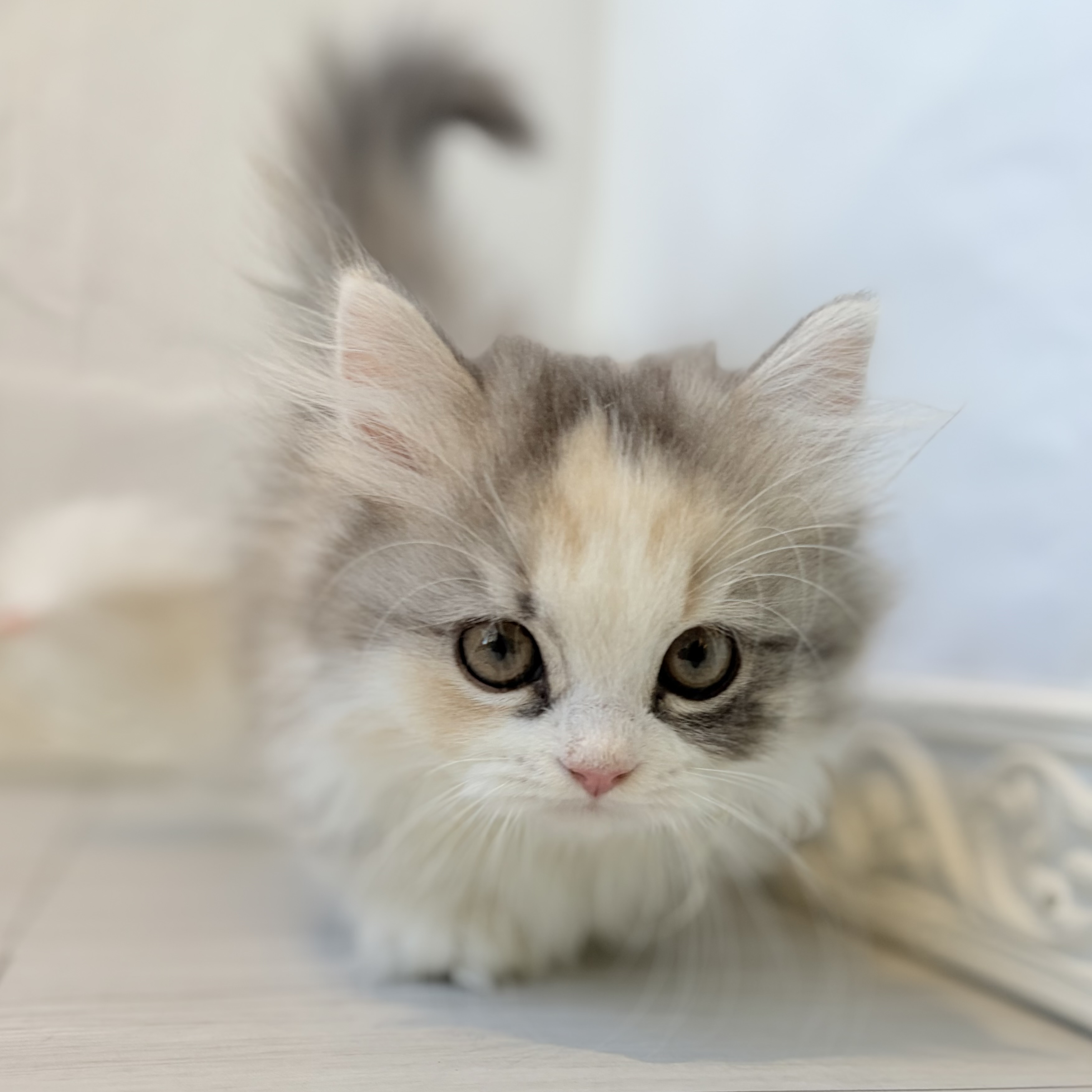 愛知県のマンチカン (犬の家＆猫の里春日井本店/2026年8月5日生まれ/女の子/ブルーシルバーパッチドタビーホワイト)の子猫の1枚目の画像