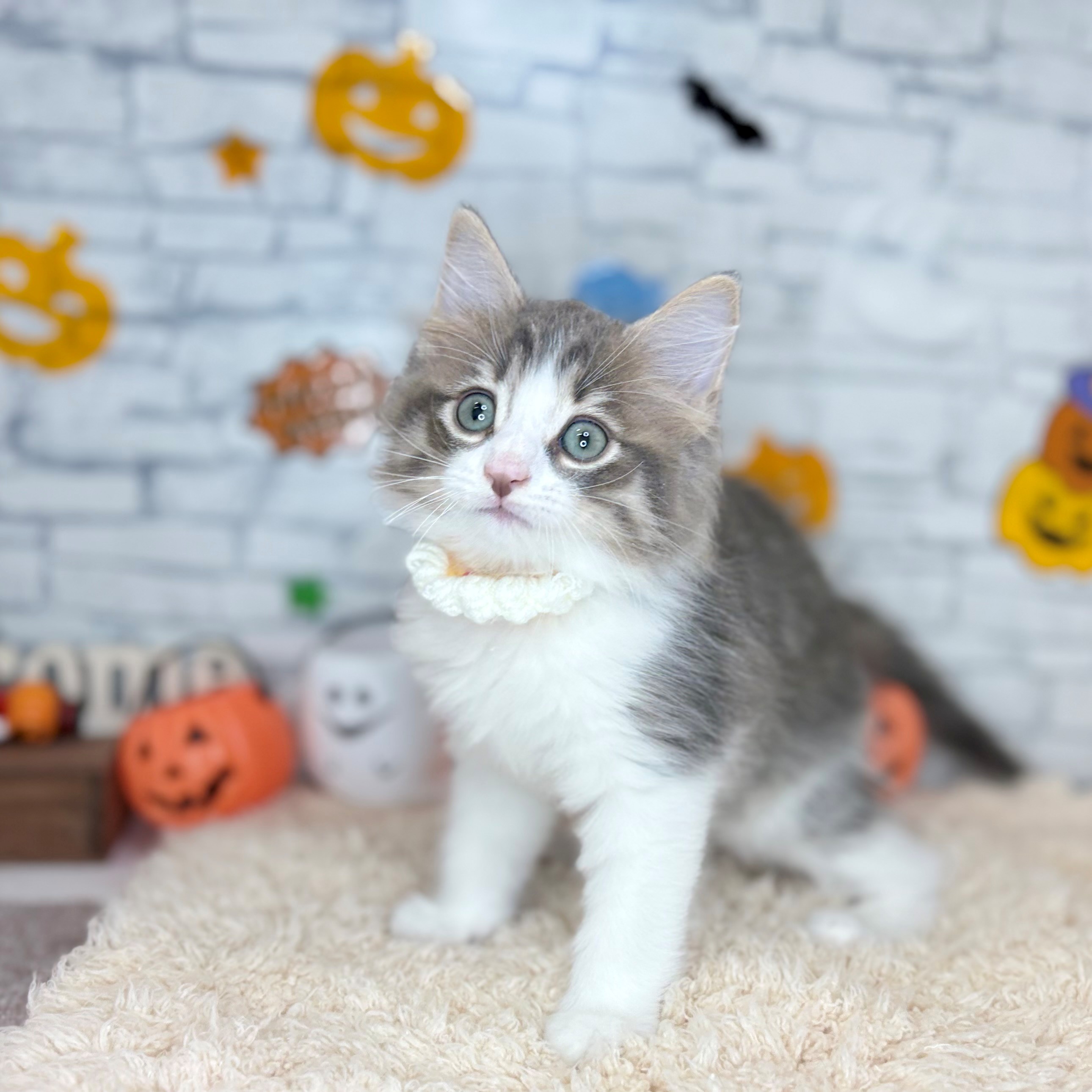 長野県のノルウェージャンフォレストキャット (犬の家＆猫の里長野店/2026年8月8日生まれ/男の子/ブルータビーホワイト)の子猫の4枚目の画像