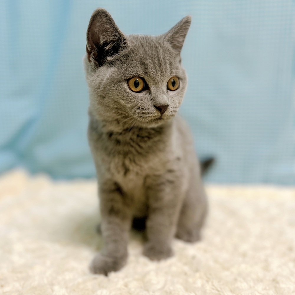 愛知県のブリティッシュショートヘアー (犬の家＆猫の里一宮店/2026年7月22日生まれ/女の子/ブルー)の子猫の4枚目の画像