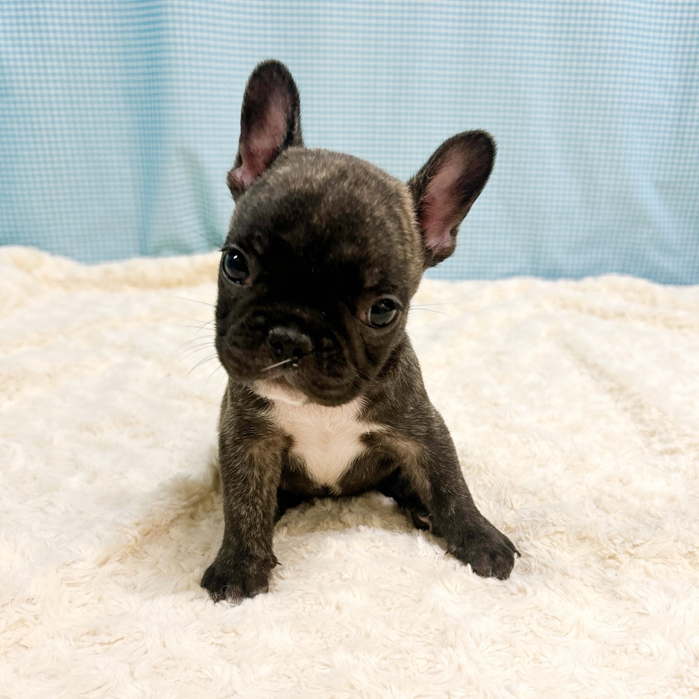 愛知県のフレンチブルドッグ (犬の家＆猫の里一宮店/2026年8月8日生まれ/女の子/ブリンドル)の子犬の4枚目の画像
