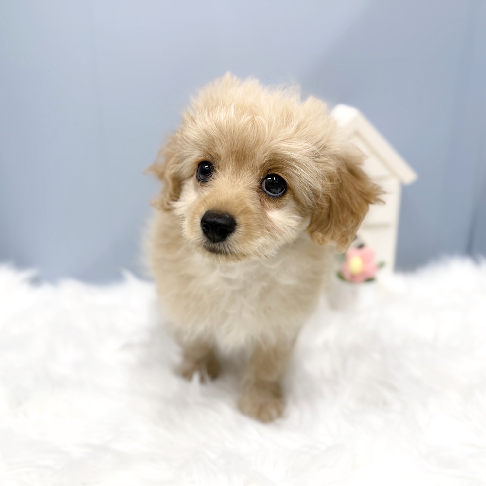 愛知県のポメプー(ポメラニアン×プードル) (犬の家＆猫の里岡崎店/2026年8月4日生まれ/男の子/アプリコット)の子犬の4枚目の画像