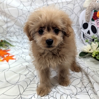神奈川県のポメプー(ポメラニアン×プードル) (犬の家＆猫の里小田原店/2026年8月4日生まれ/女の子/アプリコット)の子犬の4枚目の画像