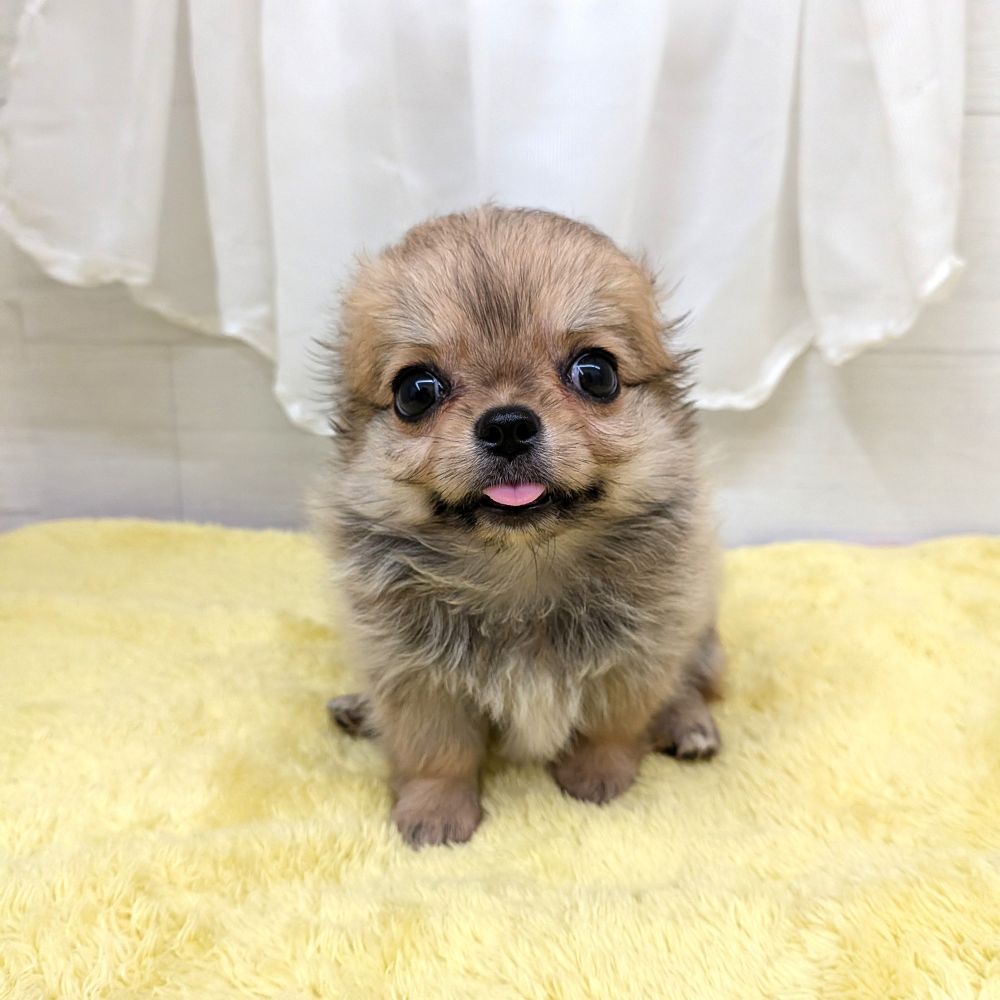 愛知県のチワワ(ロング) (犬の家＆猫の里碧南店/2026年8月7日生まれ/男の子/レッド)の子犬の4枚目の画像