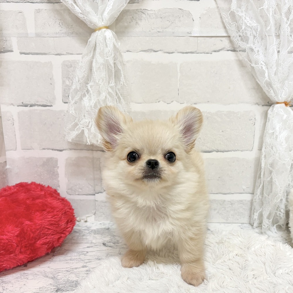 京都府のチワワ(ロング) (犬の家＆猫の里京都精華店/2026年8月7日生まれ/男の子/クリーム)の子犬の4枚目の画像