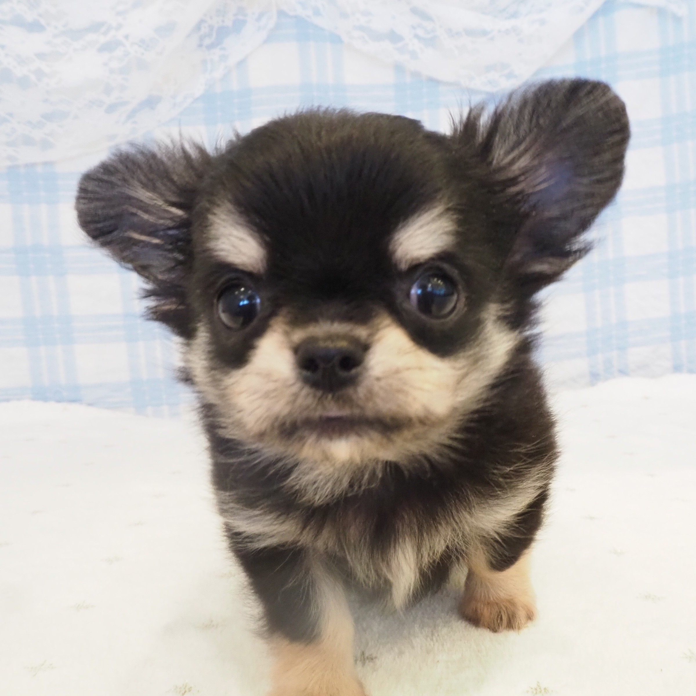 大阪府のチワワ(ロング) (犬の家＆猫の里もりのみやキューズモールBASE店/2026年8月7日生まれ/男の子/ブラッククリーム)の子犬の4枚目の画像