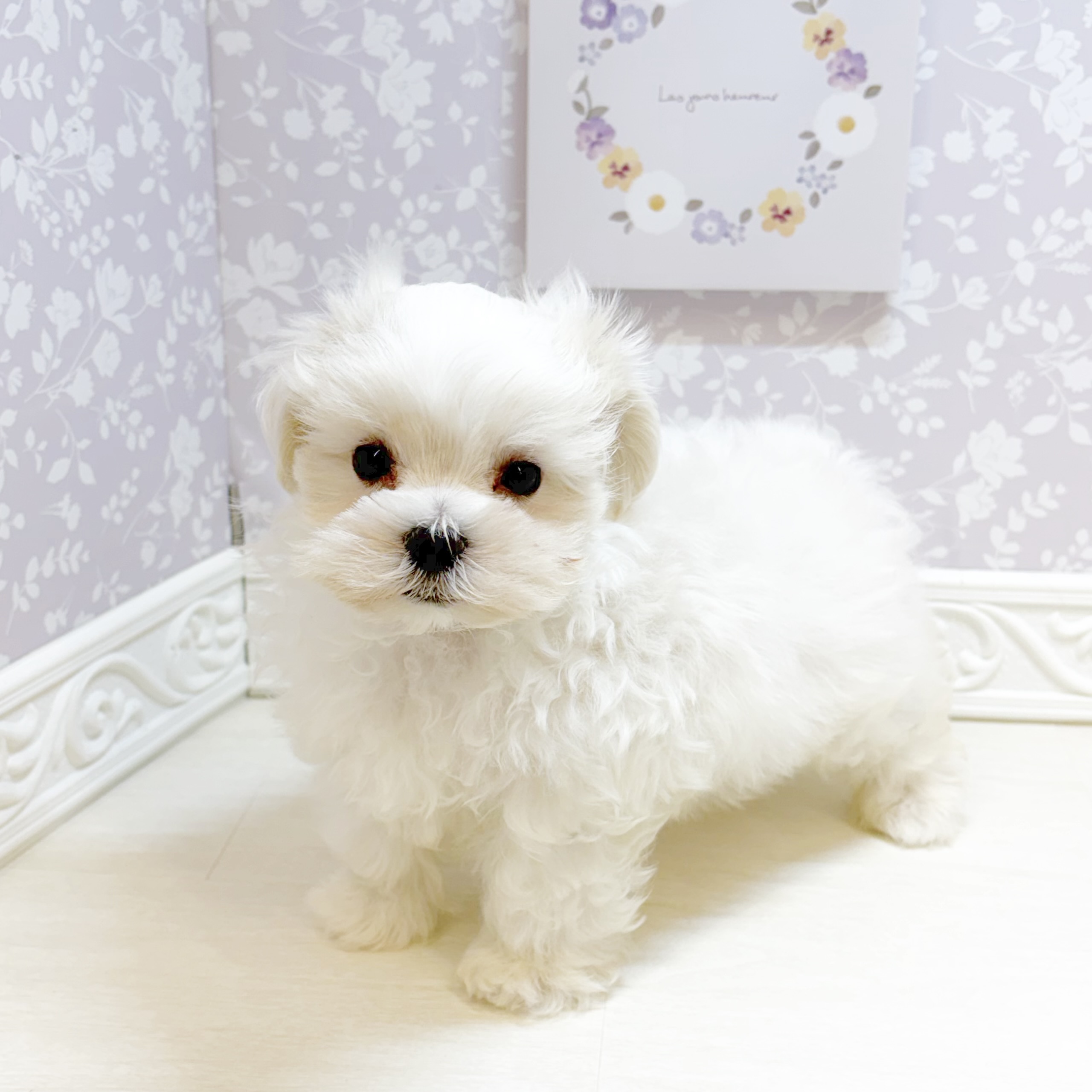 石川県のマルチーズ (犬の家＆猫の里アミーゴ金沢おこばた店/2026年8月9日生まれ/男の子/ホワイト)の子犬の4枚目の画像