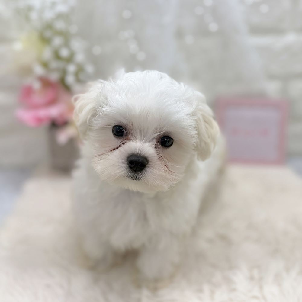 福井県のマルチーズ (犬の家＆猫の里アミーゴ福井大和田店/2026年8月9日生まれ/女の子/ホワイト)の子犬の4枚目の画像