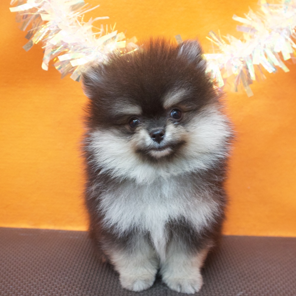 大阪府のポメラニアン (犬の家＆猫の里吹田店/2026年8月8日生まれ/男の子/ブラックタン)の子犬の4枚目の画像