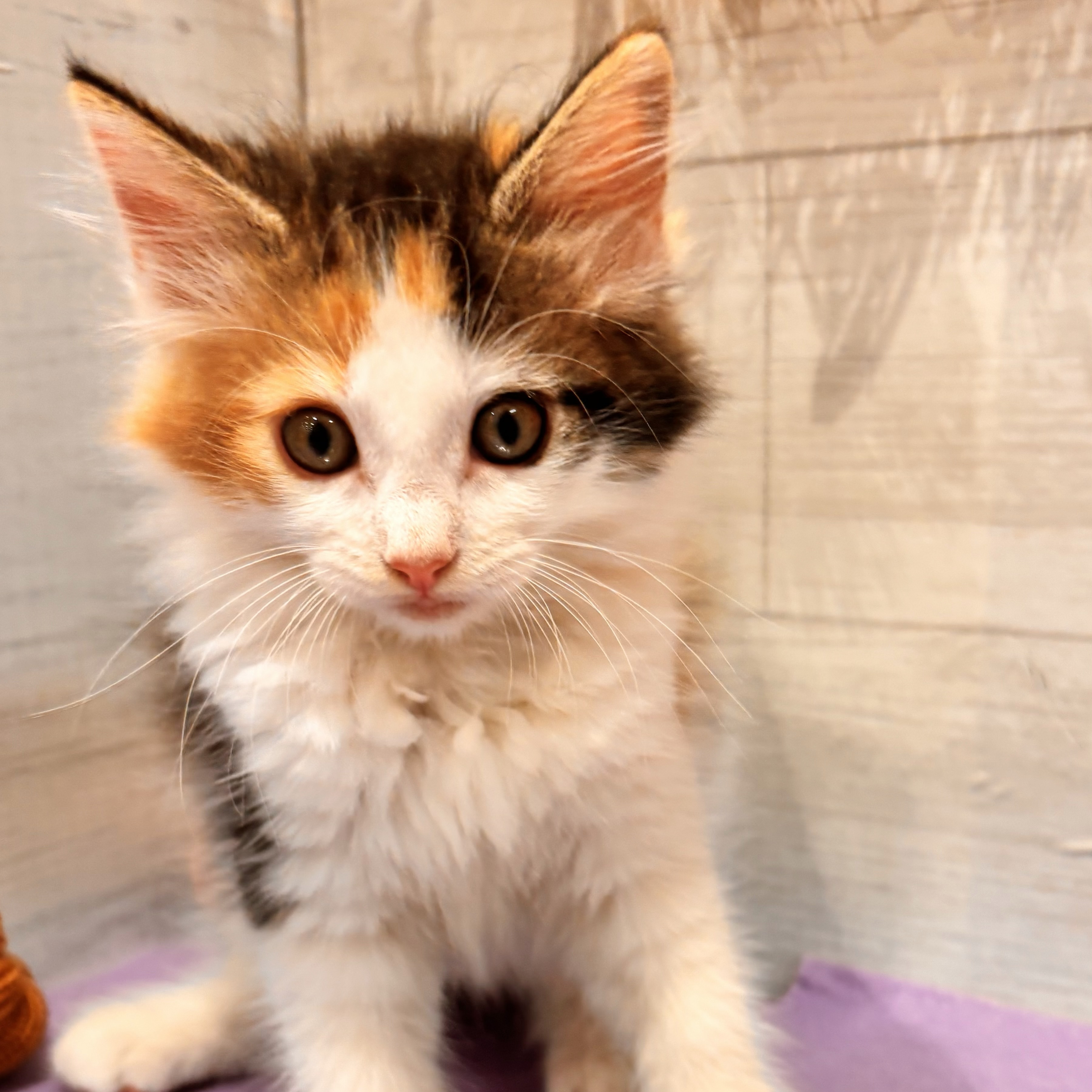 岡山県のノルウェージャンフォレストキャット (犬の家＆猫の里天満屋ハピーズ西大寺モール店/2026年8月7日生まれ/女の子/キャリコ)の子猫の4枚目の画像
